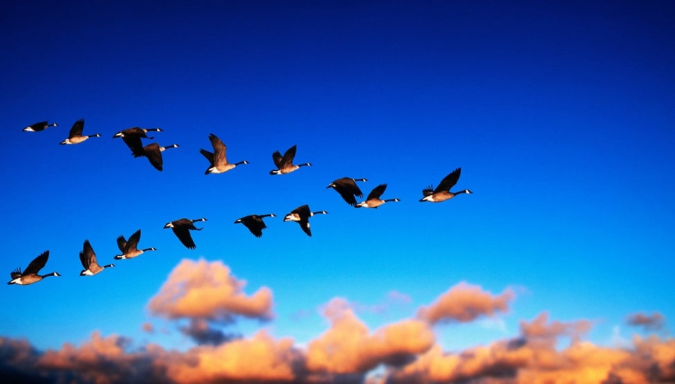 Everyone_is_a_leader